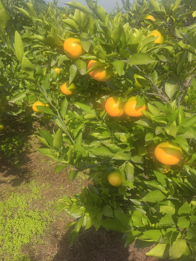 蜜橘毛毛钱的货