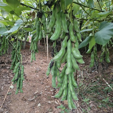 狗爪豆