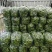 新鲜薄皮辣椒现摘现发欢迎各位老板来电咨询