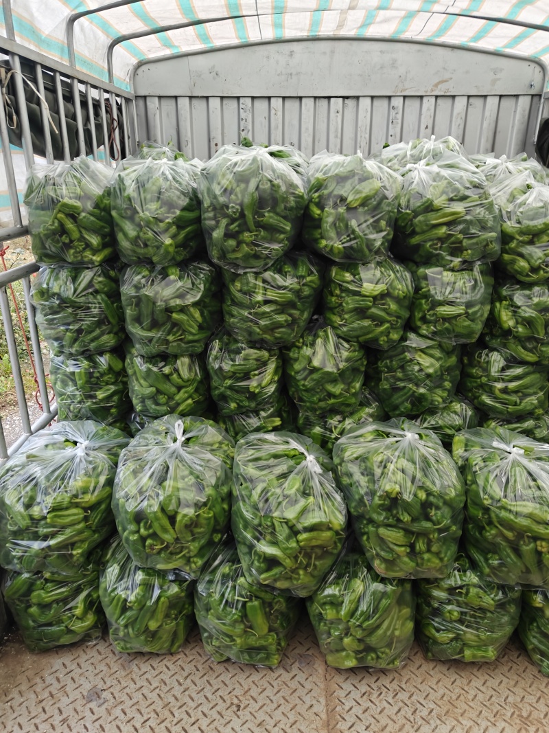 新鲜薄皮辣椒现摘现发欢迎各位老板来电咨询