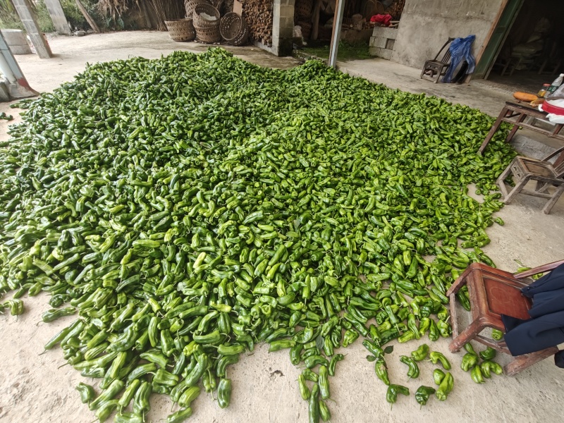 新鲜薄皮辣椒现摘现发欢迎各位老板来电咨询