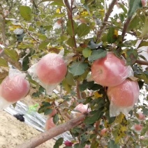 陕西精品红富士苹果🍎/套袋苹果/片红/量大价优/