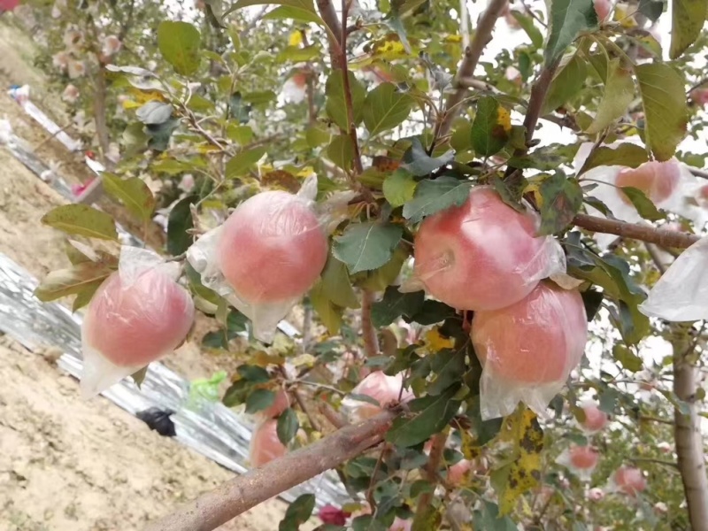 陕西精品红富士苹果🍎/套袋苹果/片红/量大价优/