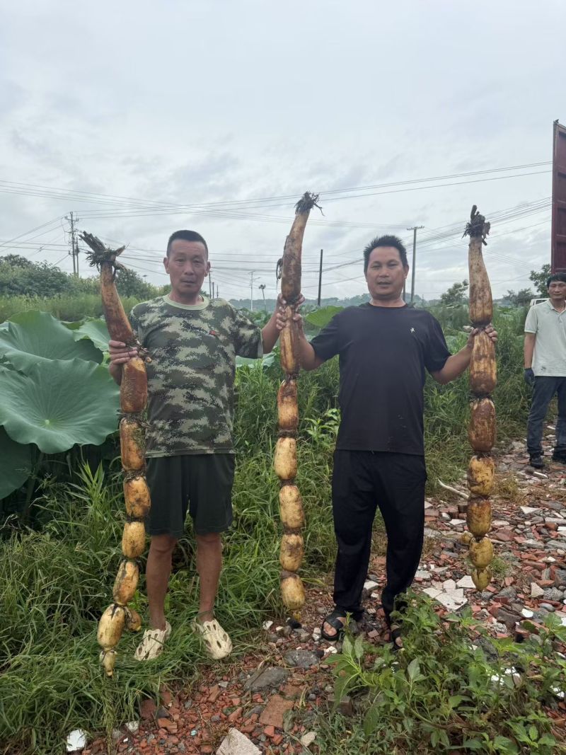 优质莲藕，好吃不贵，重庆永川区，量大优惠