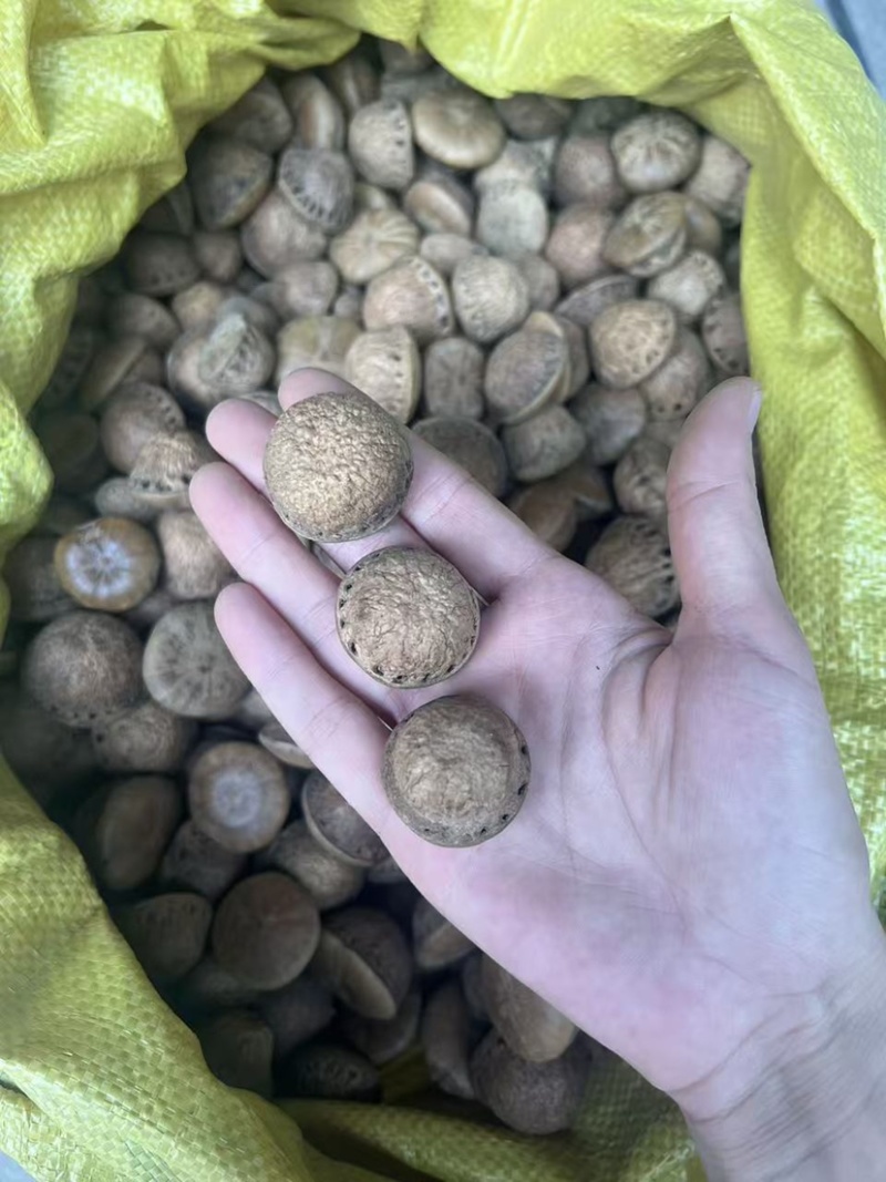 风流果大果泡酒中药材大全批发大果颜色好无虫