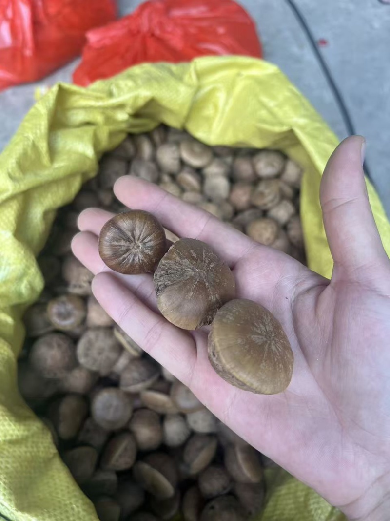风流果大果泡酒中药材大全批发大果颜色好无虫