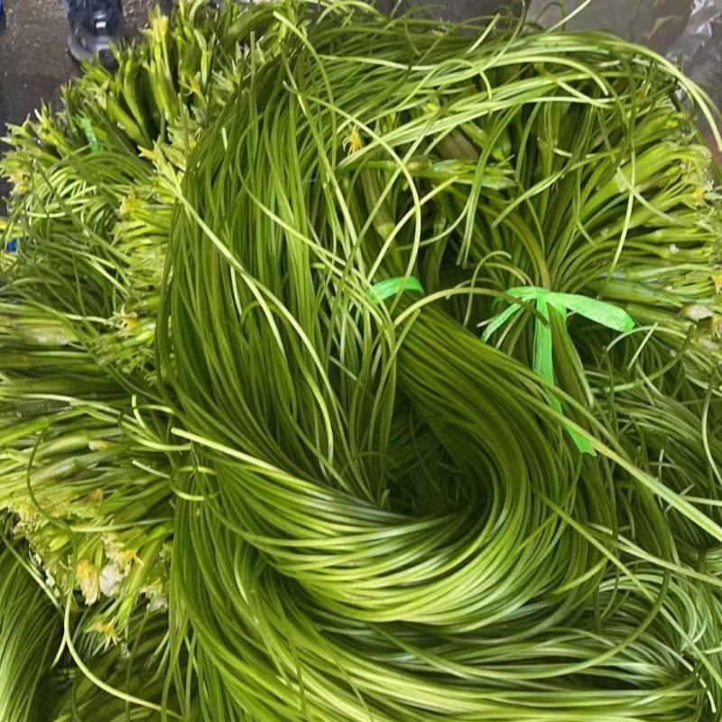 云南精品海菜花产地直发品质保证量大从优