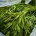 云南精品海菜花产地直发品质保证量大从优