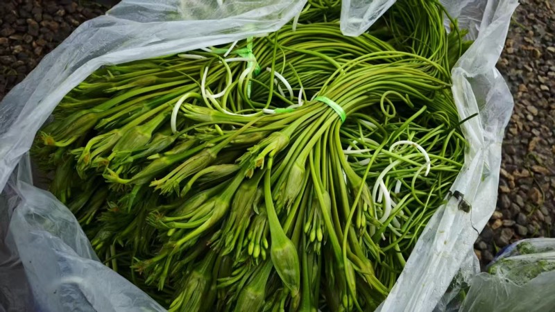 云南精品海菜花产地直发品质保证量大从优