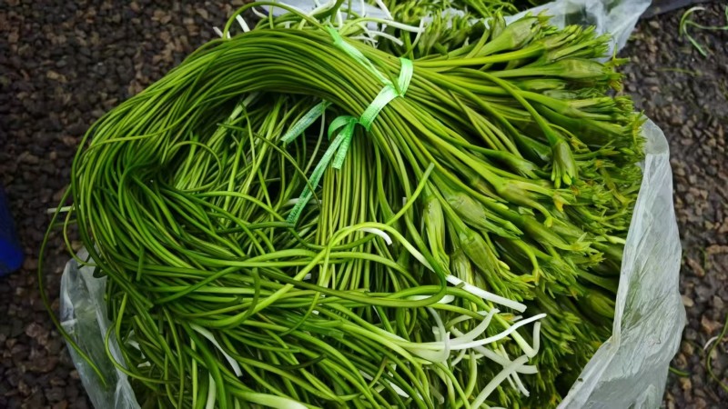云南精品海菜花产地直发品质保证量大从优