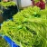 云南精品海菜花产地直发品质保证量大从优
