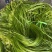 云南精品海菜花产地直发品质保证量大从优