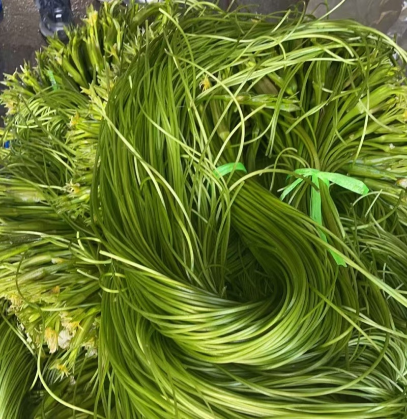 云南精品海菜花产地直发品质保证量大从优