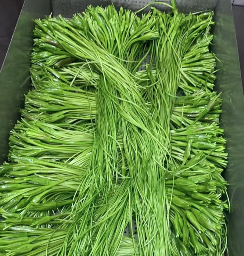云南精品海菜花产地直发品质保证量大从优