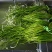 云南精品海菜花产地直发品质保证量大从优