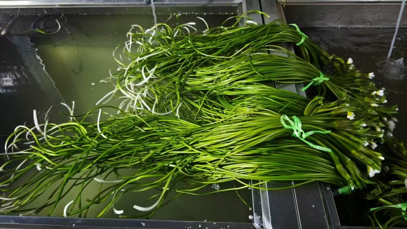 云南精品海菜花产地直发品质保证量大从优
