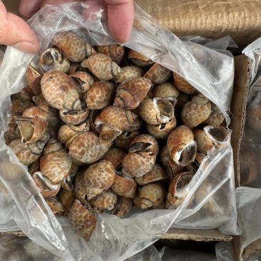 花螺120/200东风螺