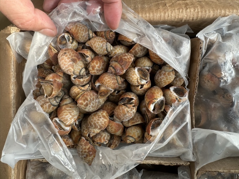 花螺120/200东风螺