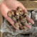 花螺120/200东风螺