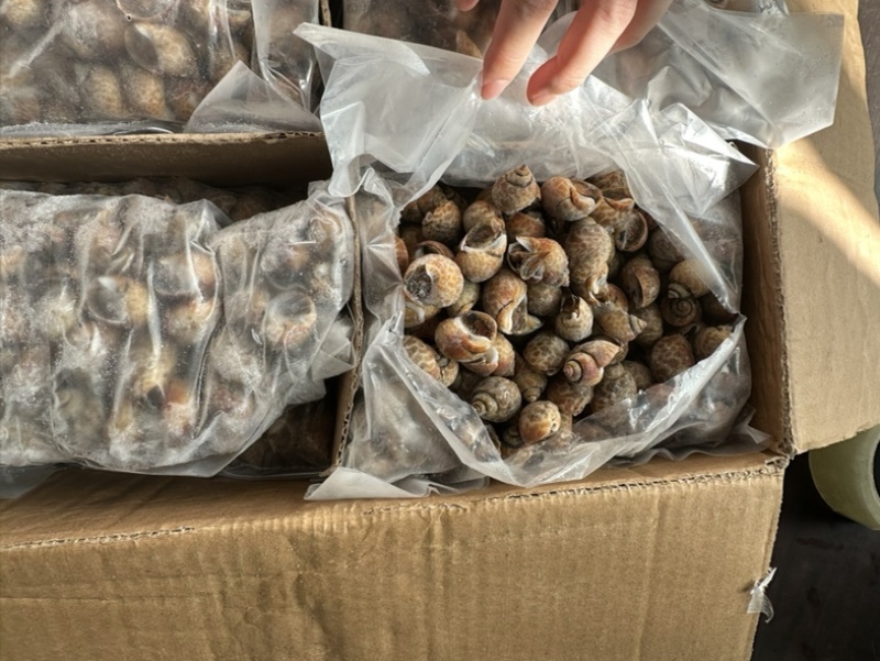 花螺120/200东风螺