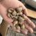花螺120/200东风螺