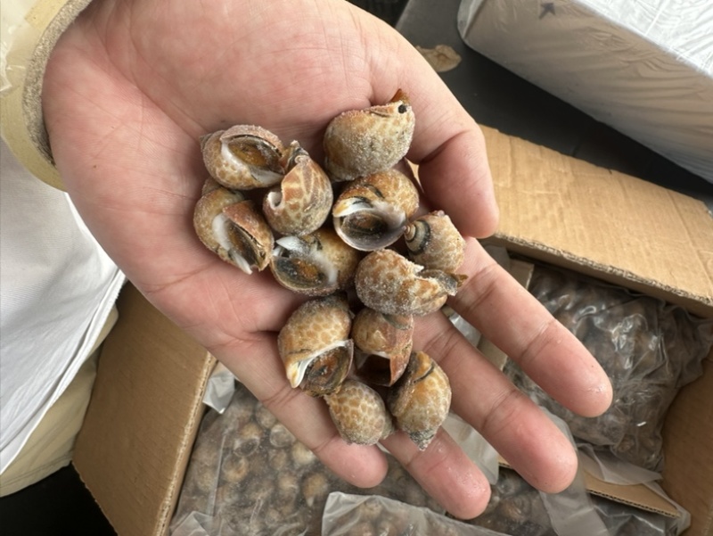 花螺120/200东风螺