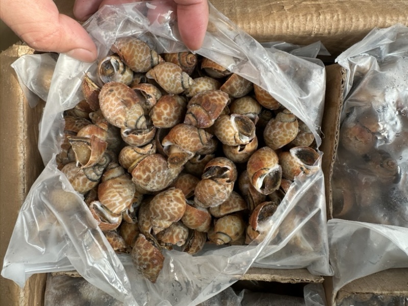 花螺120/200东风螺