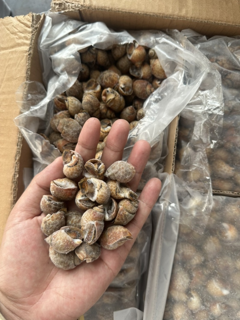 花螺120/200东风螺