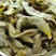 正味铁观音，高山茶