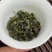 正味铁观音，高山茶