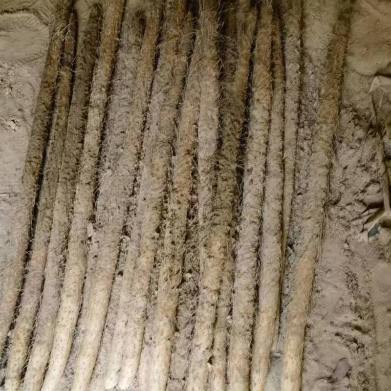 【推荐】河南麻山药大量接单产地直发欢迎来电