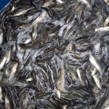 大口黄鲶鱼苗