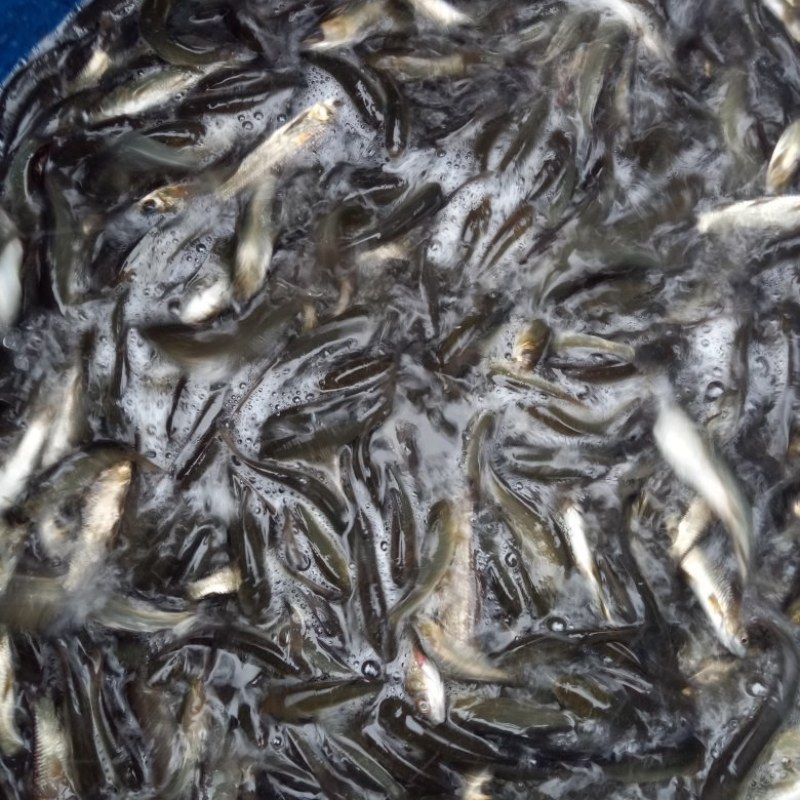 大口黄鲶鱼苗