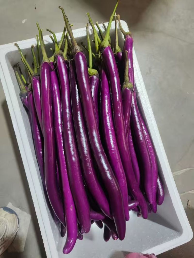 紫茄子山东种植产地货源精品线茄商超市场批发零售