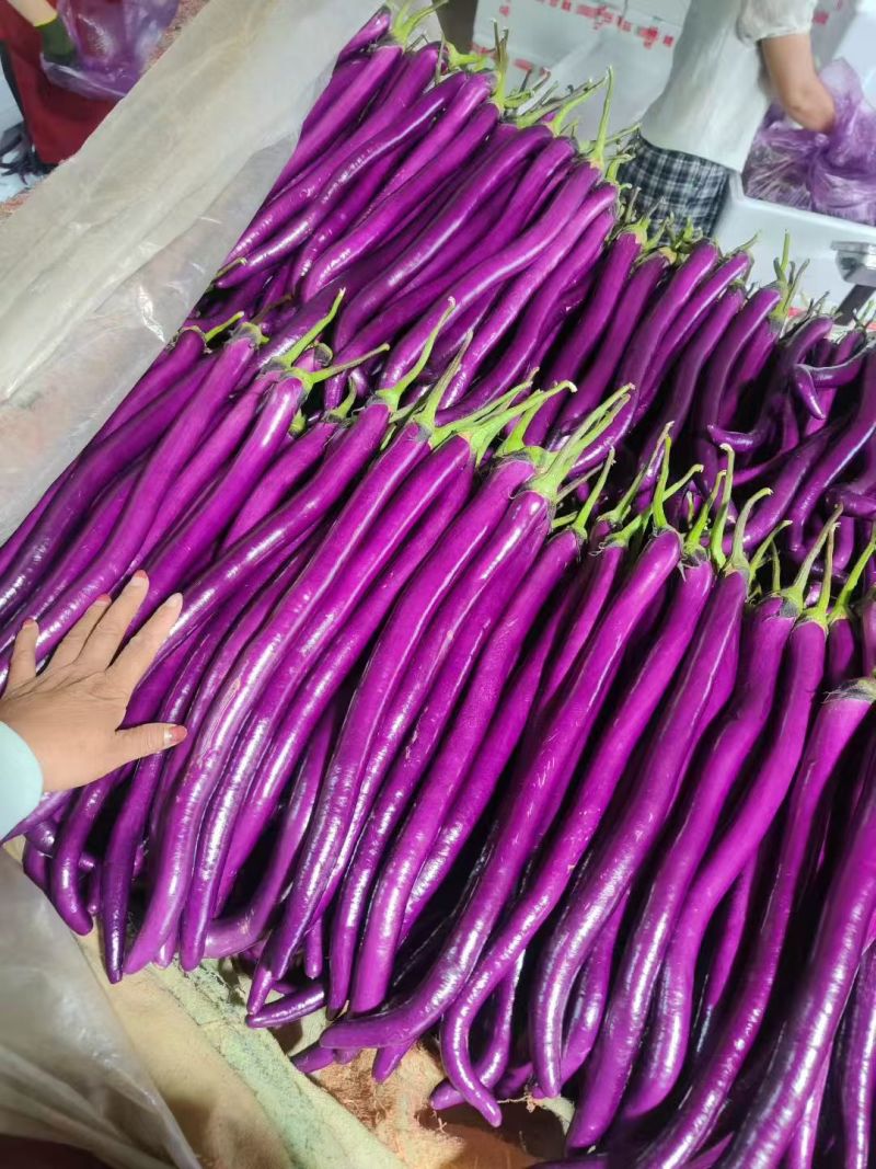 紫茄子山东种植产地货源精品线茄商超市场批发零售