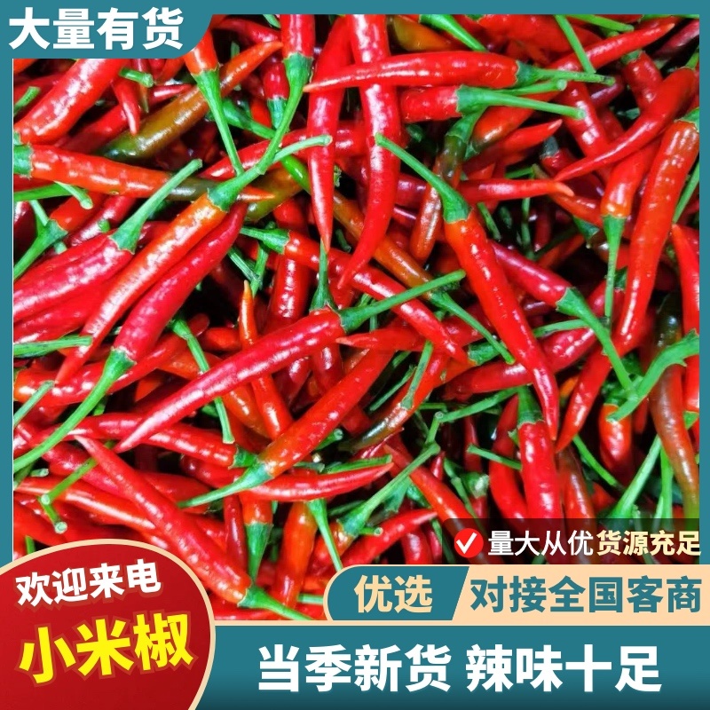 【实力】小米椒大量有货质量保障产地直发一手货源