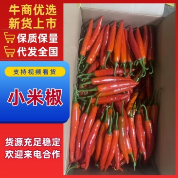 小米椒货源充足产地直销对发全国一手货源质量保障