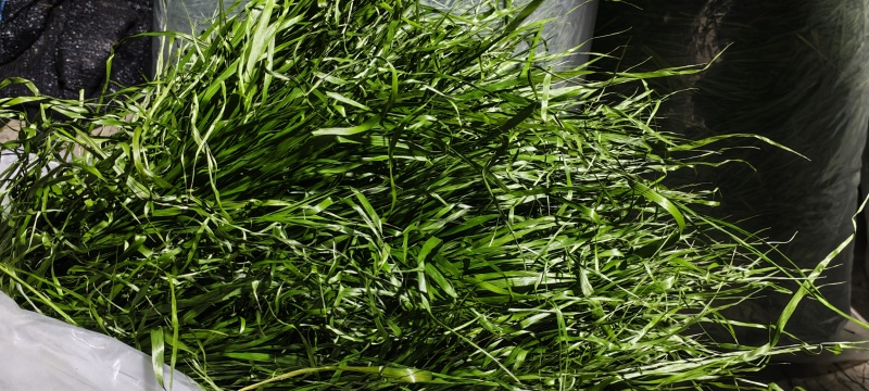 烘干提摩西草燕提