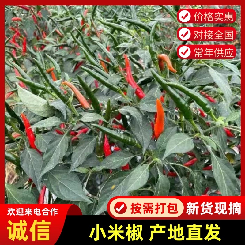 小米椒货源充足产地直销对发全国一手货源质量保障