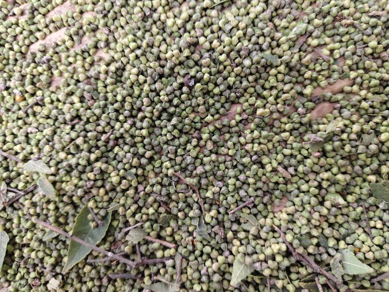 榉树种子