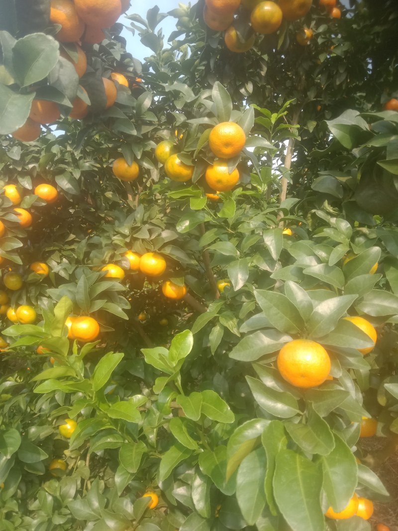 沙糖桔