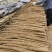 【推荐】河南安阳小白嘴山药大量接单产地直发量大从优欢迎来
