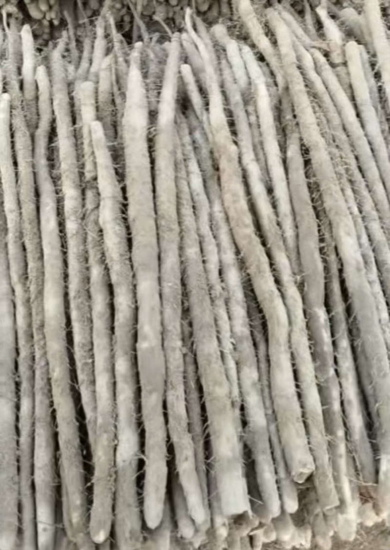 河南安阳紫玉淮山药大量接单品质保证诚信合作欢迎来电