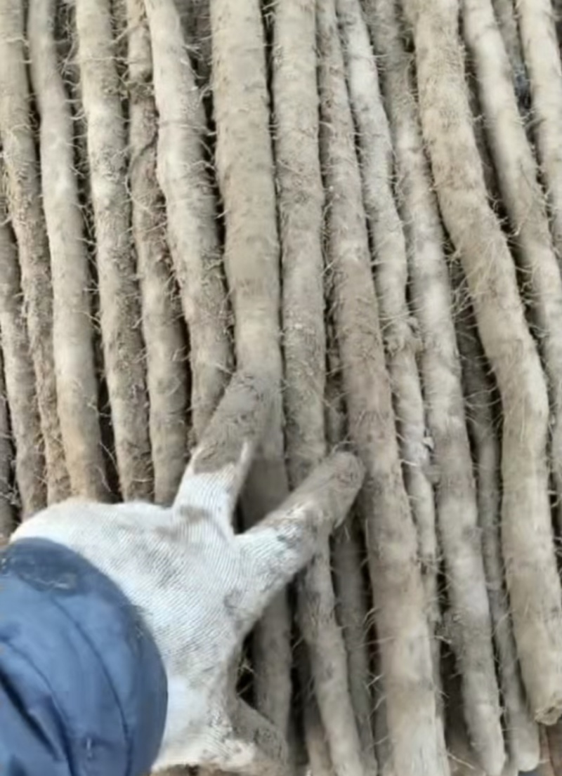 河南安阳紫玉淮山药大量接单品质保证诚信合作欢迎来电