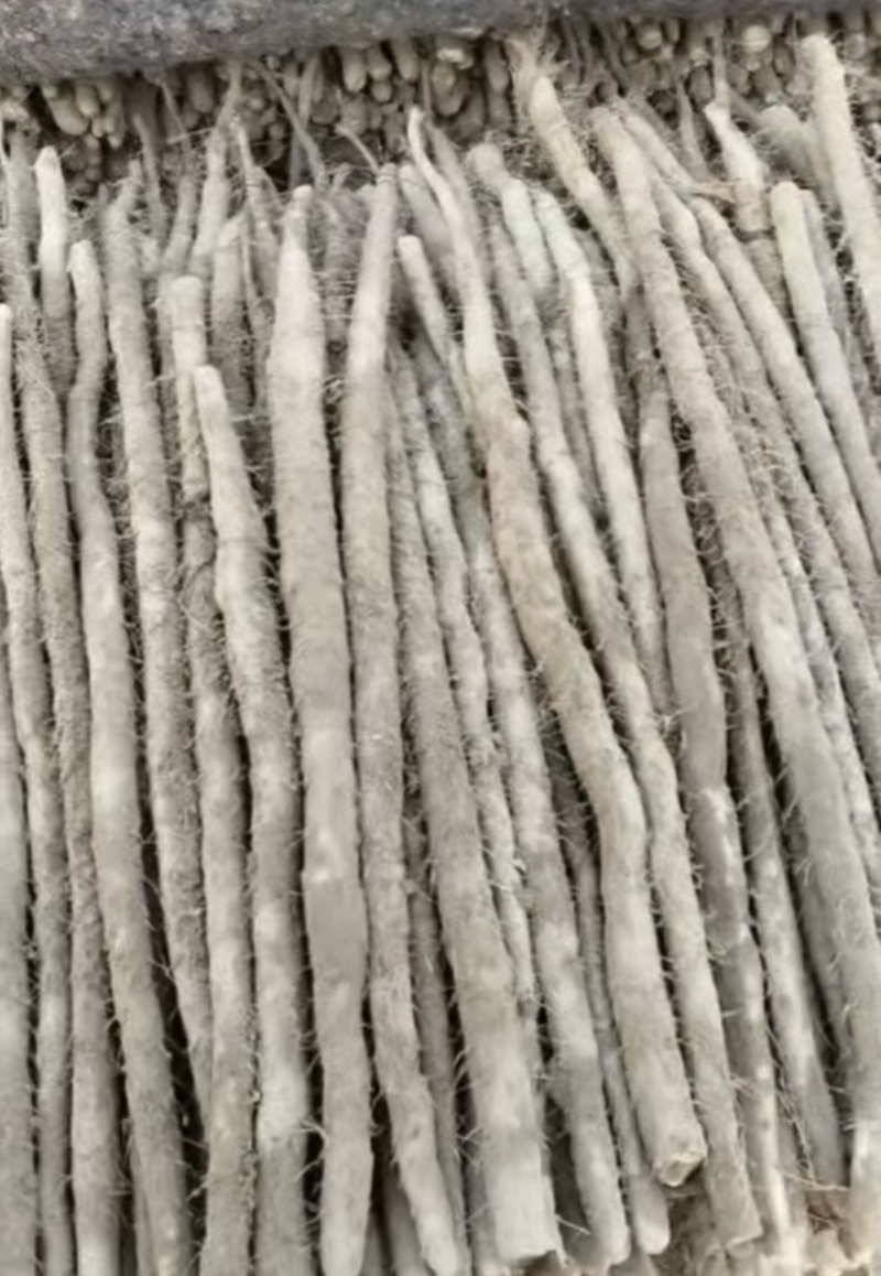 河南安阳紫玉淮山药大量接单品质保证诚信合作欢迎来电