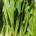 现挖香菜当季新鲜发芫荽农家自种新鲜蔬菜