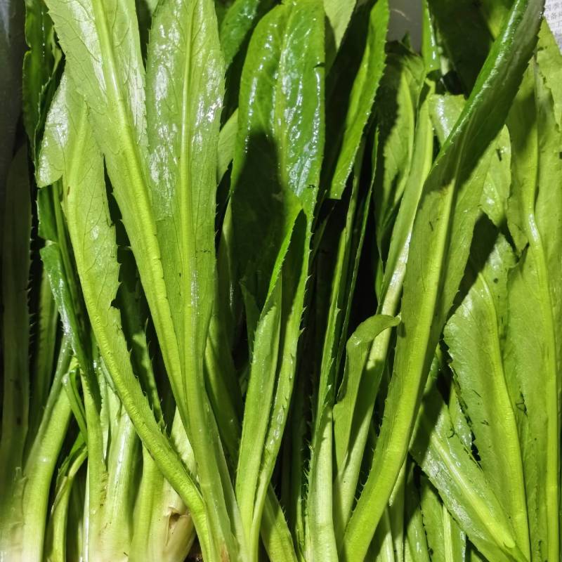 现挖香菜当季新鲜发芫荽农家自种新鲜蔬菜