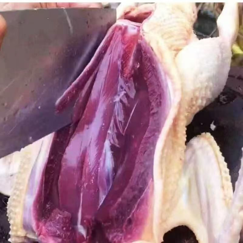 雁鹅，白条鹅，全雁鹅散养，全年供应，