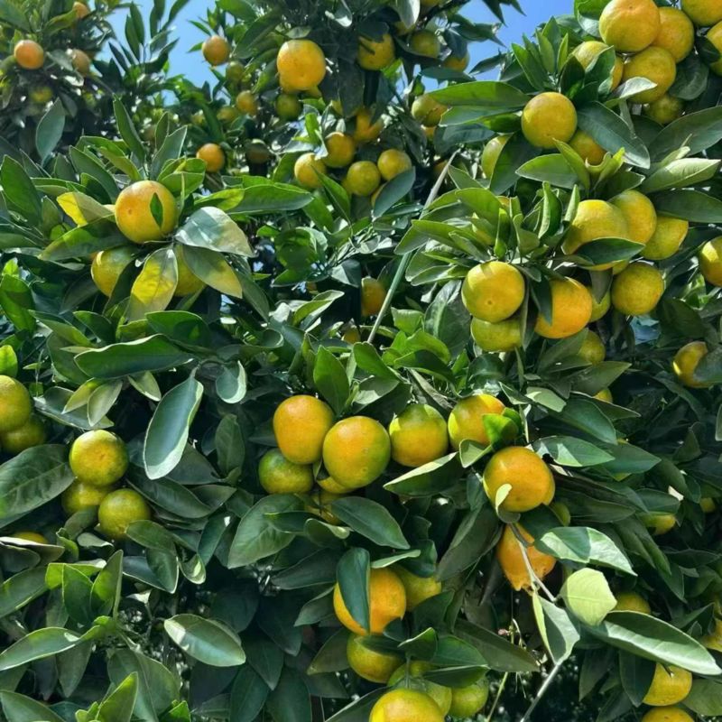 石门蜜橘