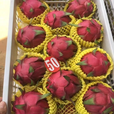 广西的火龙果物美价廉，继续大量上市欢迎选购